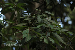 Terminalia travancorensis